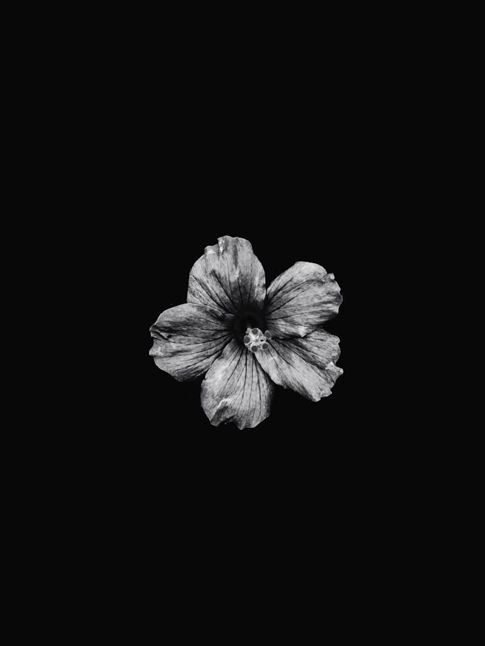 Striking black and white photo of a hibiscus flower centered on a dark background, highlighting its delicate petals.
